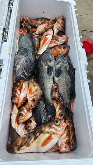 이순정님의 마늘 · 영농일지 작성글 사진