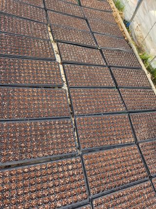 김연숙님의 기타작물 · 영농일지 작성글 사진