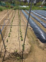 텃밭입문님의 작성글 사진