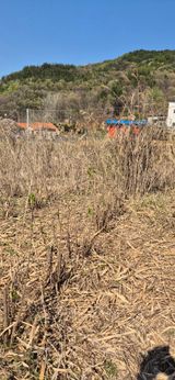 매실21434님의 작성글 사진