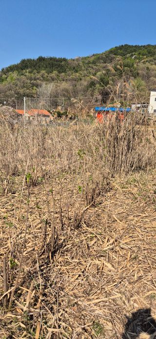 매실21434님의 기타작물 · 영농일지 작성글 사진