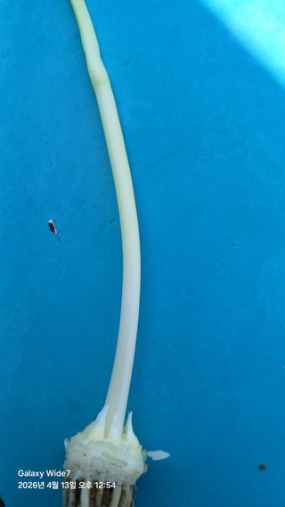 석승인님의 마늘 · 영농일지 작성글 사진