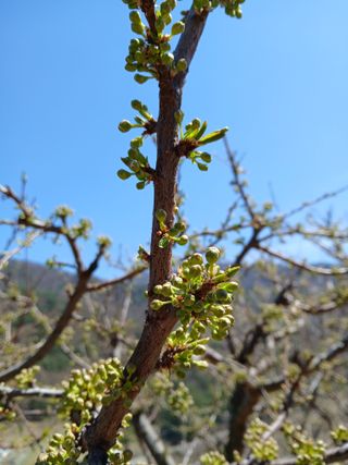 인생은 소풍처럼~님의 기타작물 · 영농일지 작성글 사진