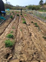 하중규(고추 재배)님의 작성글 사진