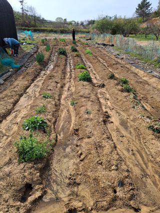 하중규(고추 재배)님의 고추 · 영농일지 작성글 사진