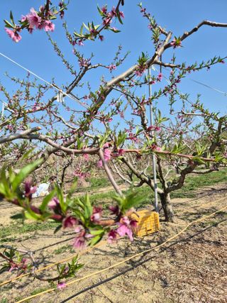 매실6409님의 복숭아 · 영농일지 작성글 사진