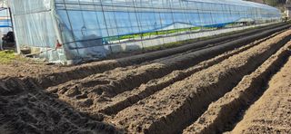 강연수님의 고추 · 영농일지 작성글 사진