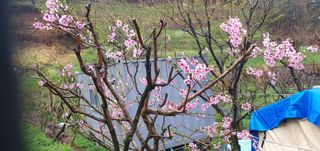 반성식님의 벼 · 영농일지 작성글 사진