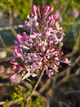 김영순님의 기타작물 · 영농일지 작성글 사진