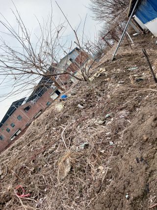 도토리아줌마님의 기타작물 · 영농일지 작성글 사진