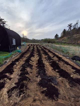 하중규(고추 재배)님의 기타작물 · 영농일지 작성글 사진