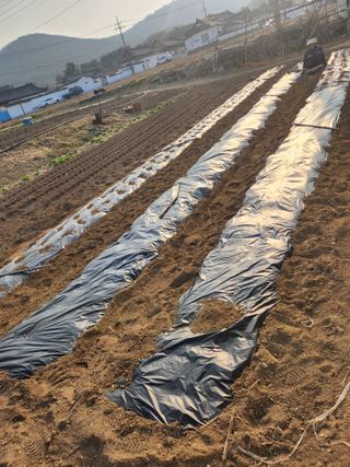 참깨.고추ㆍ박천제님의 고추 · 영농일지 작성글 사진