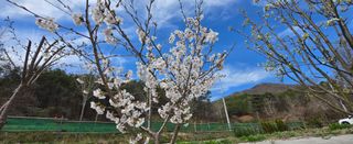 강호지인님의 기타작물 · 영농일지 작성글 사진