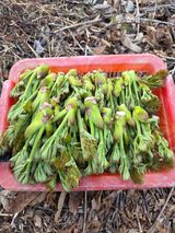 팜모닝 기타작물·영농일지 게시글 이미지