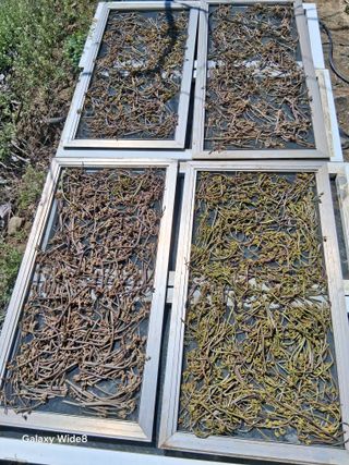 윤종경님의 기타작물 · 영농일지 작성글 사진