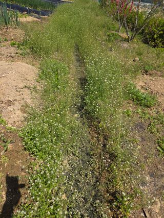 텃밭입문님의 기타작물 · 영농일지 작성글 사진