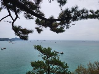 꿀복이농장님의 두릅 · 영농일지 작성글 사진