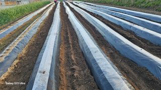 염봉섭님의 기타작물 · 영농일지 작성글 사진