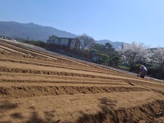 이.일신.꽃분아빠님의 기타작물 · 영농일지 작성글 사진