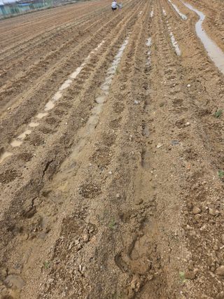 YAN JIAPENG님의 감자 · 영농일지 작성글 사진