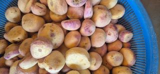 최월숙(왈순아지매)님의 기타작물 · 영농일지 작성글 사진