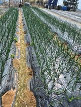 김종옥님의 작성글 사진