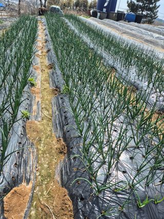 김종옥님의 기타작물 · 영농일지 작성글 사진