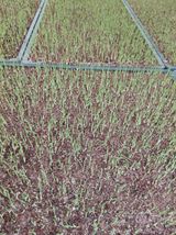 팜모닝 기타작물·영농일지 게시글 이미지