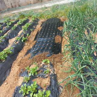 김건우님의 감자 · 영농일지 작성글 사진