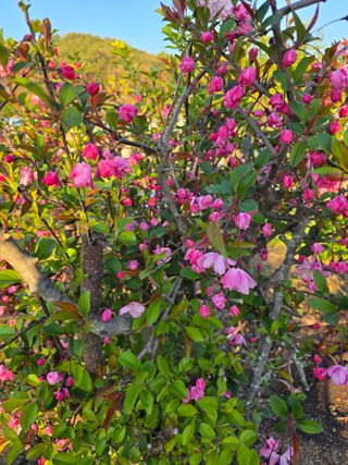 김영순님의 기타작물 · 영농일지 작성글 사진