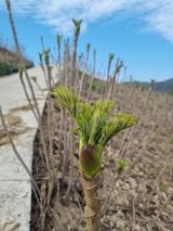 팜모닝회원 정정섭 님의 작성글 사진