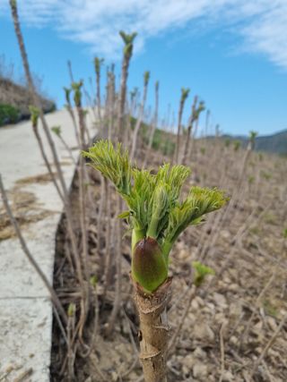 팜모닝회원 정정섭 님의 블루베리 · 영농일지 작성글 사진