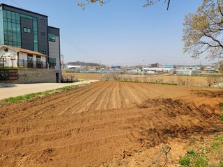 로만아빠님의 감자 · 영농일지 작성글 사진