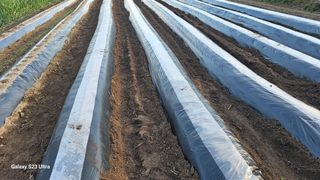 염봉섭님의 기타작물 · 영농일지 작성글 사진