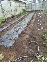 팜모닝 고추·영농일지 게시글 이미지