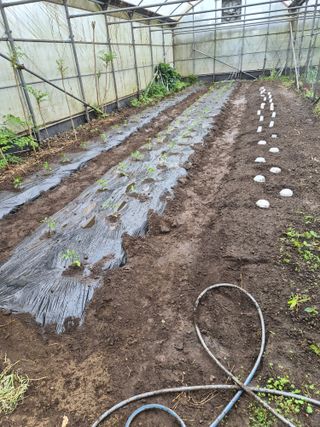 이경갑님의 고추 · 영농일지 작성글 사진