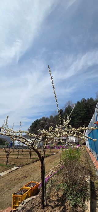 낙원101님의 기타작물 · 영농일지 작성글 사진