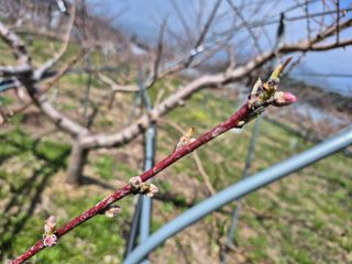 제은도원님의 복숭아 · 영농일지 작성글 사진