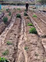 팜모닝 고추·영농일지 게시글 이미지