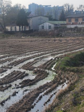 정지덕님의 벼 · 영농일지 작성글 사진