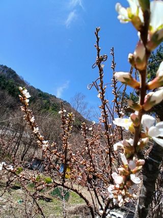인생은 소풍처럼~님의 기타작물 · 영농일지 작성글 사진