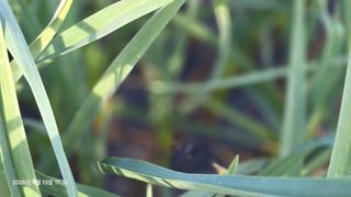 박용열조물주님 님의 양파 · 영농일지 작성글 사진