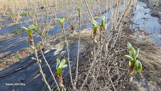 염봉섭님의 기타작물 · 영농일지 작성글 사진