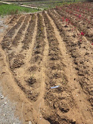 조민서님의 기타작물 · 영농일지 작성글 사진