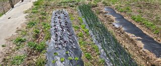 강호지인님의 기타작물 · 영농일지 작성글 사진