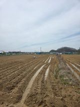 팜모닝 감자·영농일지 게시글 이미지