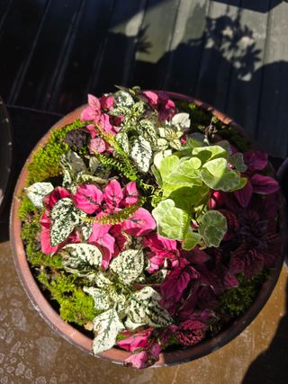 김영순님의 기타작물 · 영농일지 작성글 사진