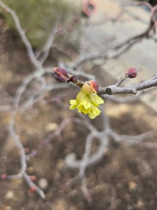 김영순님의 기타작물 · 영농일지 작성글 사진