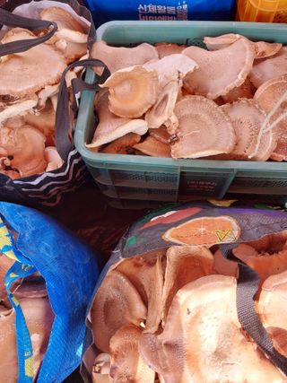 안광수님의 버섯 · 영농일지 작성글 사진