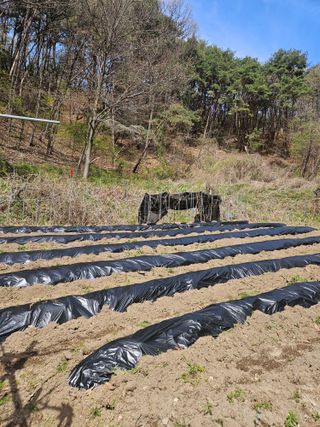 감7768님의 기타작물 · 영농일지 작성글 사진